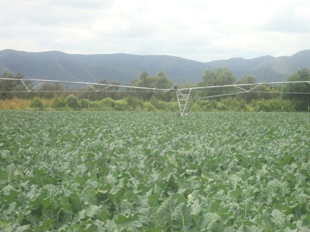 campo01