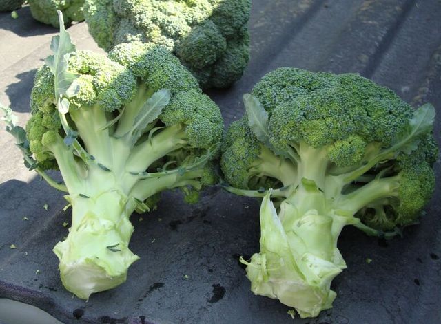 brocoli