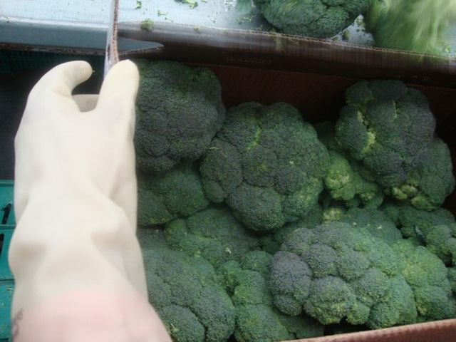 brcocoli