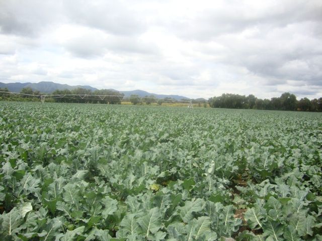 campo00
