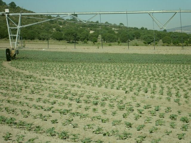 cultivo brocoli