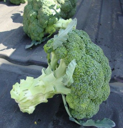 brocoli2