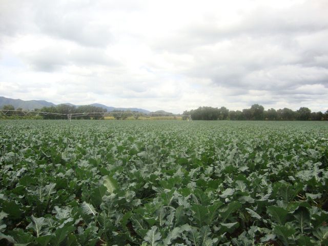 campo