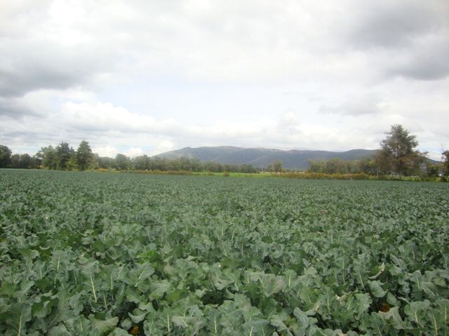 campo02